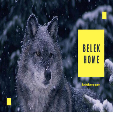 BelekHome Customers